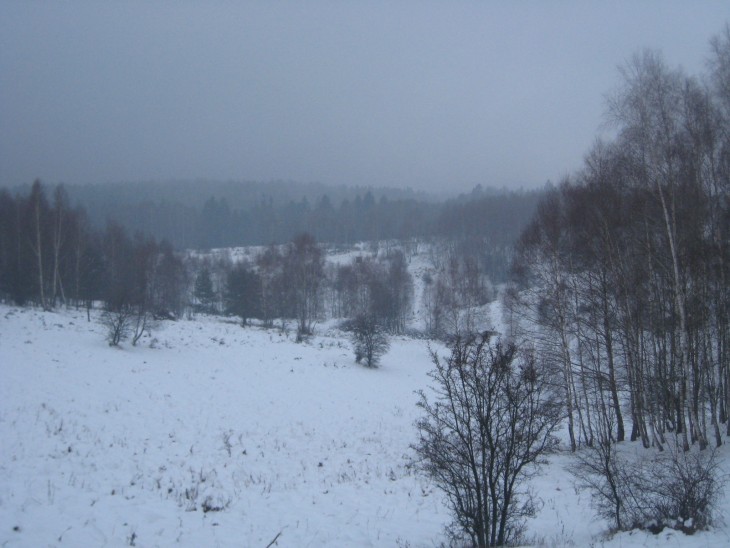 Zubři