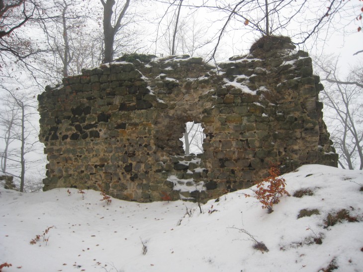 Zubři