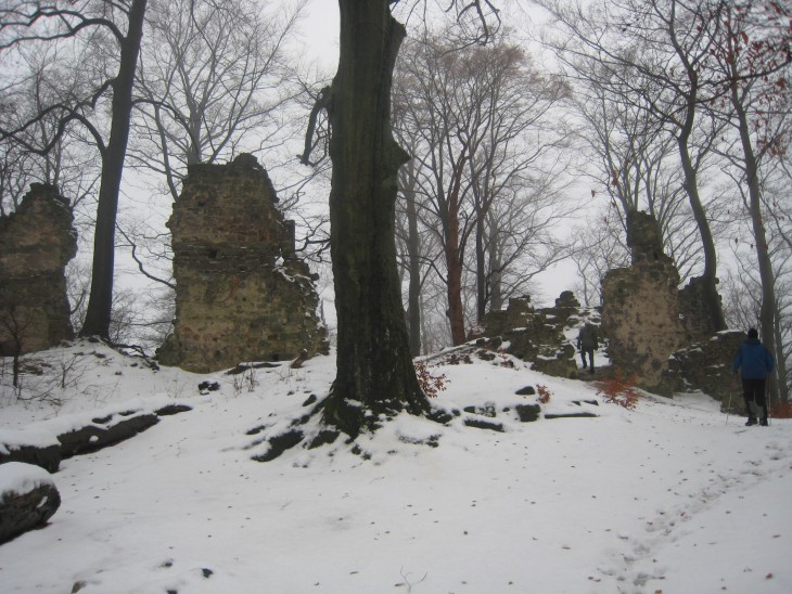 Zubři