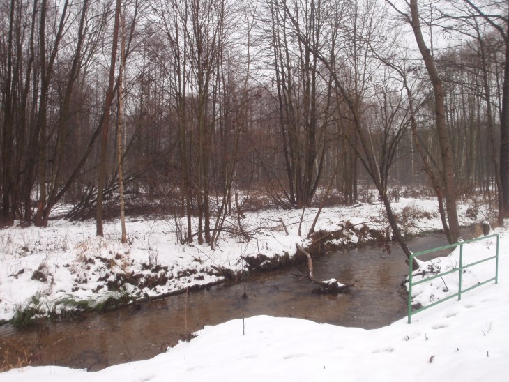 Zubři