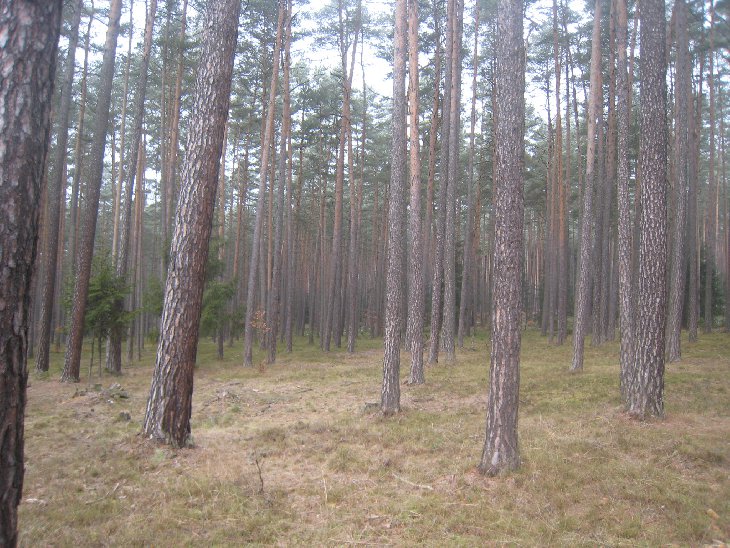 pořád jsme vyhlíželi ty Zubry. Někde tam jsou....