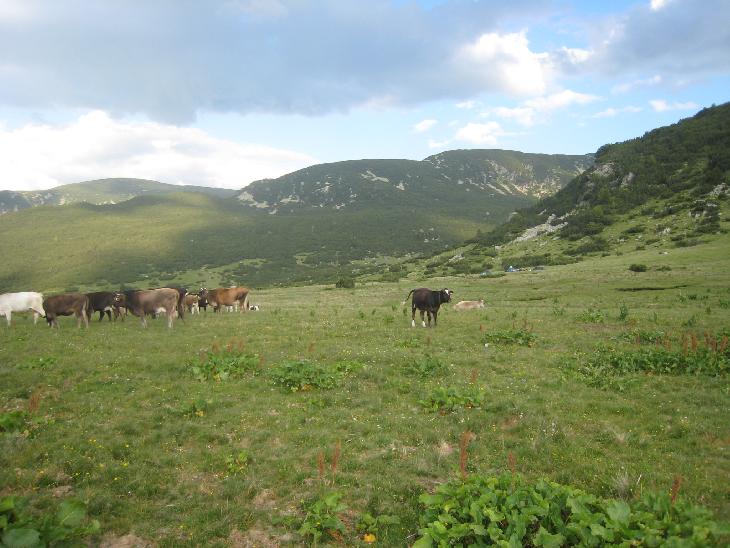 Krávy...a vzadu sou vidět naše stany