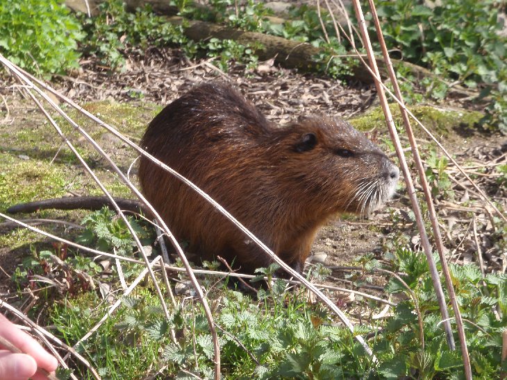Na ostrůvku bydlela rodinka nutrií