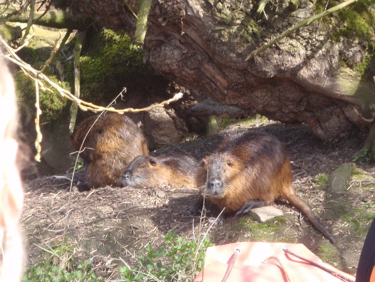Nutrie